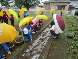 ３年理科 植物の育ち方 ５月１９日 水 常総市立菅生小学校