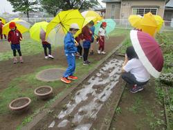 ３年理科 植物の育ち方 ５月１９日 水 常総市立菅生小学校
