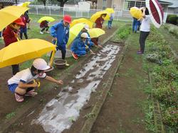 ３年理科 植物の育ち方 ５月１９日 水 常総市立菅生小学校