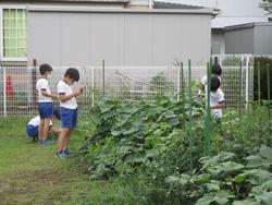 ３年理科 植物の育ち方 ７月１５日 金 常総市立菅生小学校