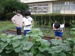 ３年理科 植物の育ち方 ７月１５日 金 常総市立菅生小学校