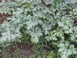 ３年理科 植物の育ち方 ７月１５日 金 常総市立菅生小学校
