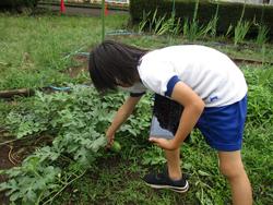 ３年理科 植物の育ち方 ７月１５日 金 常総市立菅生小学校