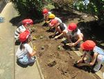 ２年生　ナスの植え替え